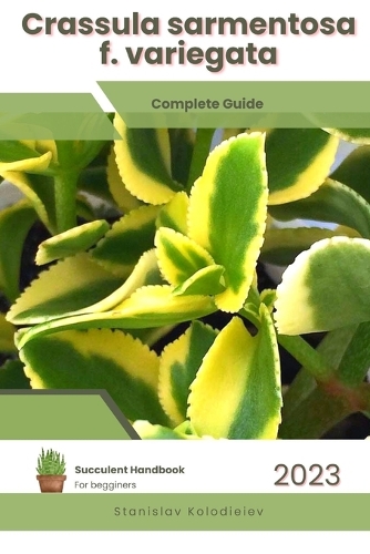 Crassula sarmentosa f. variegata