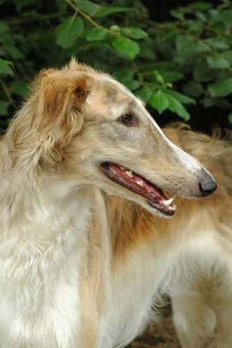 The Borzoi Dog Journal