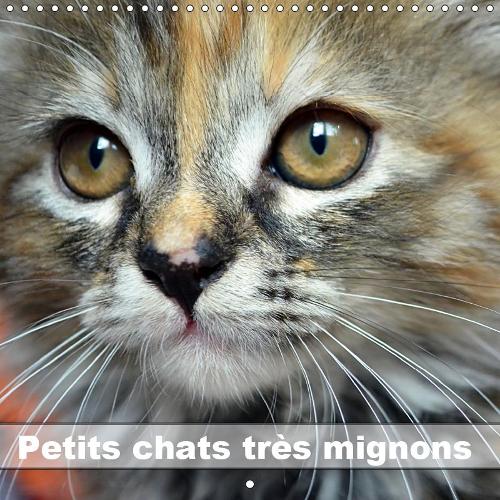 Petits chats très mignons 2019: Photos fascinantes des tigres de salon prises en gros plan.(Calvendo Animaux)