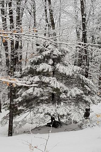 Journal Winter Picture: (Notebook, Diary, Blank Book)(Seasonal Winter Photo Journals Notebooks Diaries)