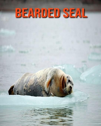 Bearded Seal