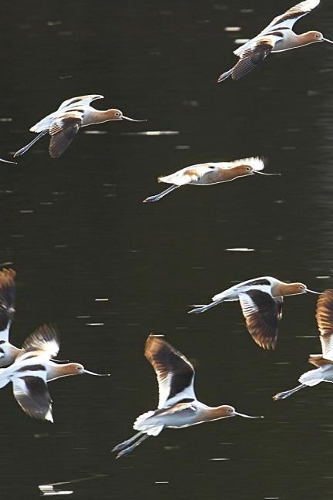 American Avocet Birds in Flight Journal (Recurvirostra Americana)