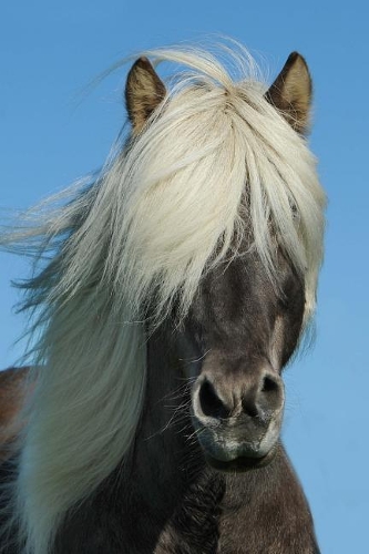 Pony in Iceland Journal: 150 Page Lined Notebook/Diary