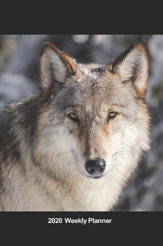 Plan On It 2020 Weekly Calendar Planner - Majestic Timber Wolf: January 2020 thru March 2021 15 Month Dated Agenda Notebook