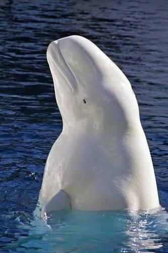 The Beluga White Whale Journal