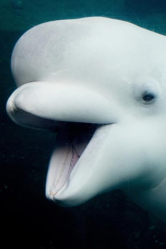 Beluga: Useful 2019 Organizer Daily Weekly and Monthly Calendar Planner for Marine Life Lovers