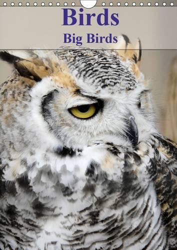Birds Big Birds 2017