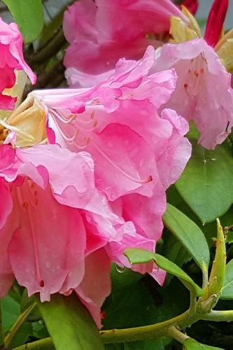 Pink Blooms 2019 Daily Planner Springtime 384 Pages: (Notebook, Diary, Blank Book)(2019 Planners Calendars Organizers Datebooks Appointment Books Agendas)