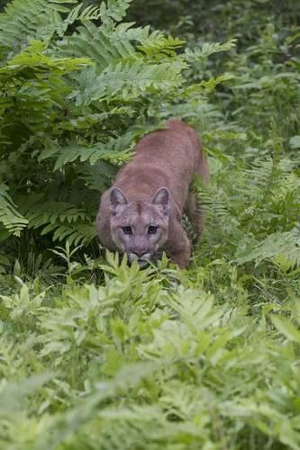 Sneaky Mountain Lion Journal