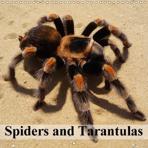 Spiders and Tarantulas 2018: Little Alien Monsters(Calvendo Animals)