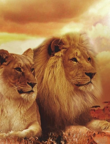 Composition Notebook, Wide Ruled, 140 Pages, 7.44" x 9.69": Lion and Lioness, Safari, African Landscape