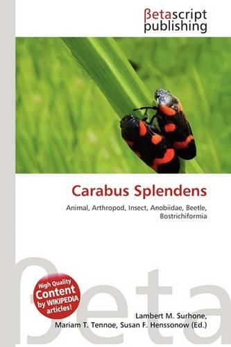 Carabus Splendens