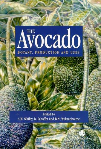 Avocado