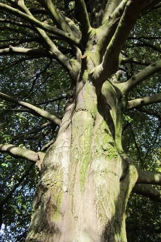 Fagus Sylvatica European Beech Tree