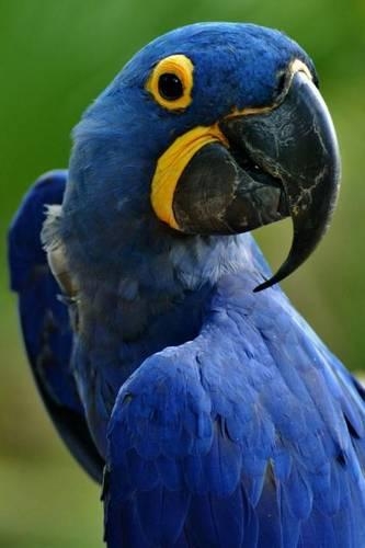 Blue Hyacinth Macaw Anodorhynchus hyacinthinus Bird Journal