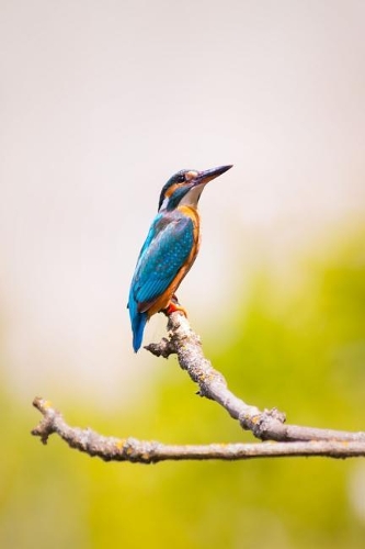 Kingfisher