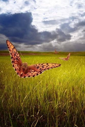 Mind Blowing Butterfly Field Journal: 150 page lined journal