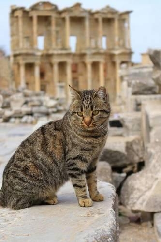 A Pretty Tabby Cat in Front of the Library of Celsus Ephesus Turkey Journal