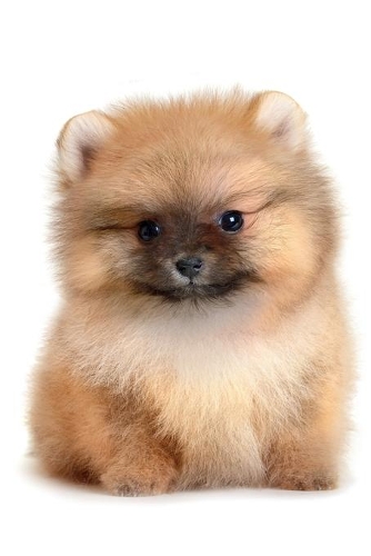 Pomeranian Notebook & Journal. Productivity Work Planner & Idea Notepad