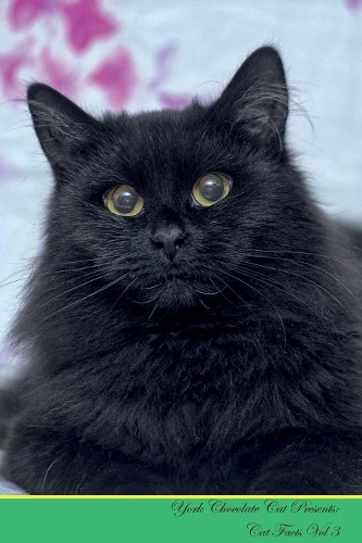 York Chocolate Cat Presents