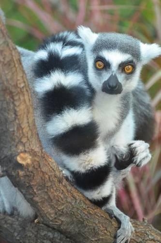 Ring Tailed Lemur Journal