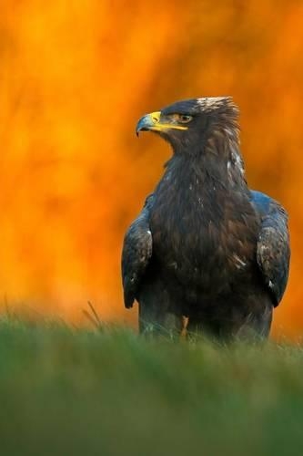 Steppe Eagle (Aquila Nipalensis) Journal