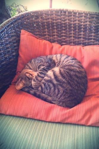 Sweet Napping Tabby Cat on a Cushion on a Chair Journal