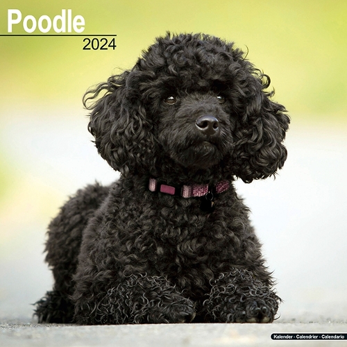 Poodle Calendar 2024  Square Dog Breed Wall Calendar - 16 Month