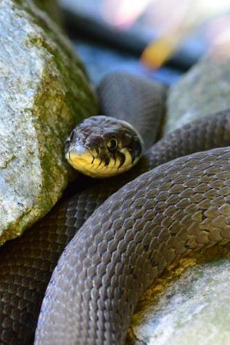 Grass Snake on the Rocks Journal