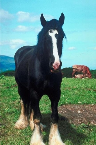 2020 Weekly Planner Horse Photo Equine Standing Shire 134 Pages: 2020 Planners Calendars Organizers Datebooks Appointment Books Agendas