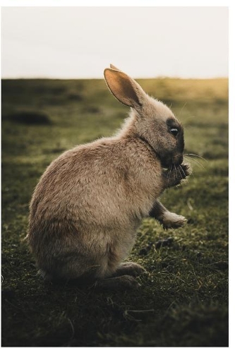 Journal: Cute Bunny Journal/Notebook for Adult/Children Animals Lovers to Writing (6x9 Inch. 15.24x22.86 cm.) Journal Lined Paper 120 Blank Pages (WHITE&DARK