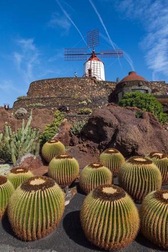 Cactus Plants and a Windmill Journal: 150 Page Lined Notebook/Diary