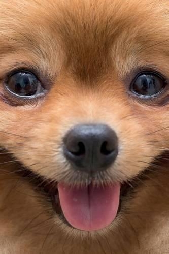 Pomeranian Notebook & Journal. Productivity Work Planner & Idea Notepad