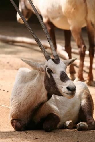 Arabian Oryx on the Ground Journal