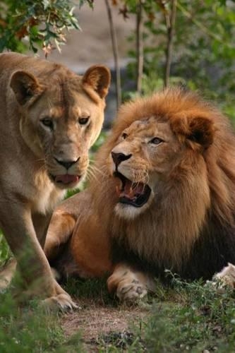 Lioness with Her Lion Journal