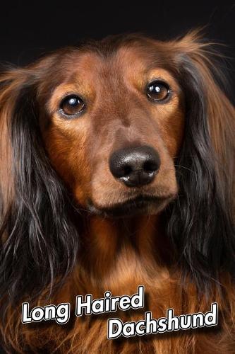Long Haired Dachshund