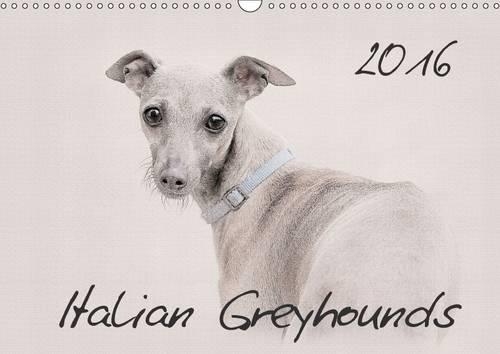 Italian Greyhounds 2016 2016