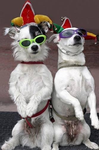 Dogs Just Want to Have Fun Journal: 150 Page Lined Notebook/Diary