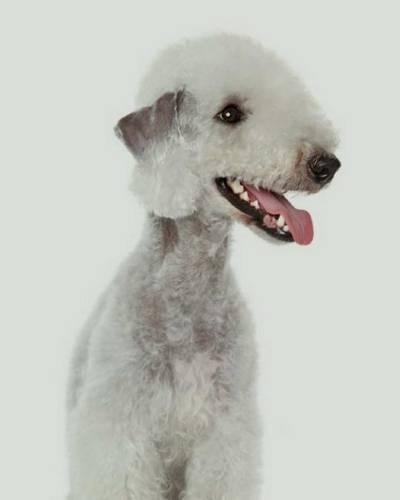 Bedlington Terrier