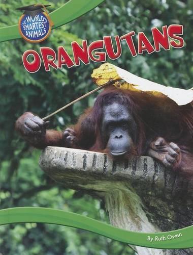 Orangutans: (World's Smartest Animals)