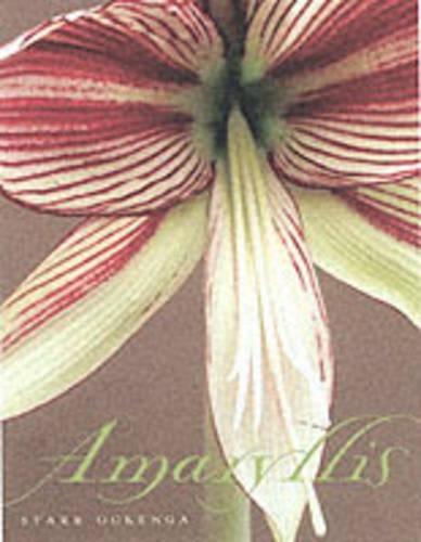 Amaryllis