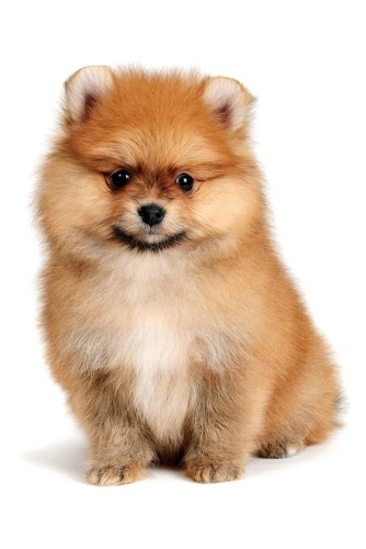 Pomeranian Notebook & Journal. Productivity Work Planner & Idea Notepad