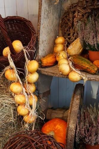 Autumn Harvest Journal