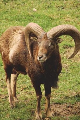 The Ibex Journal