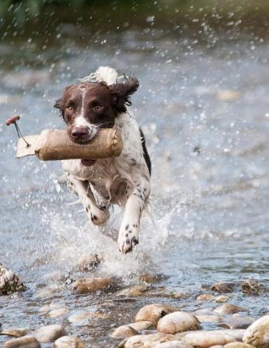 Training the Best Dog Ever