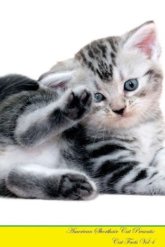 American Shorthair Cat Presents
