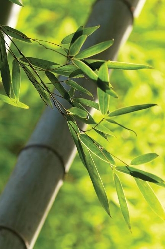 Close Bamboo 2 Notebook