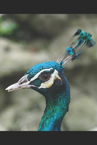 Pfau
