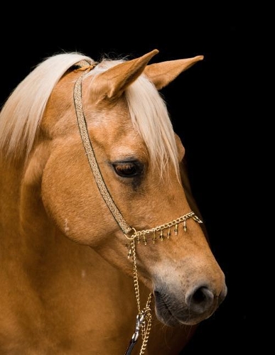 Love Horses: Notebook