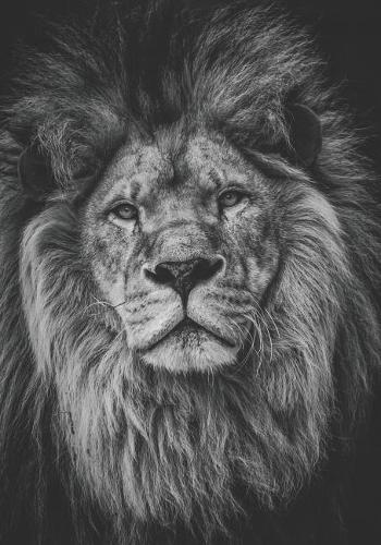 2019 Appointment Calendar: 2019 Daily Planner Goal Planner Lion